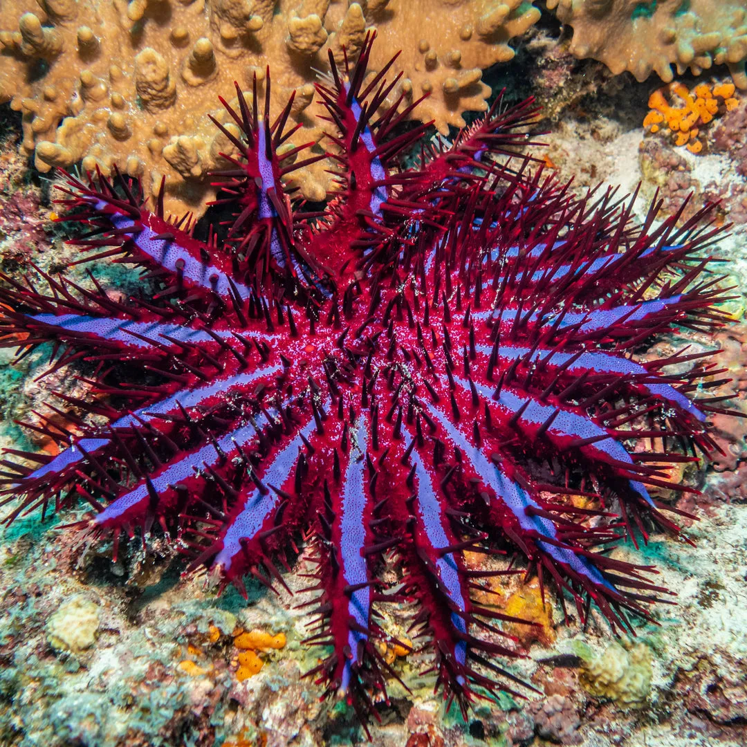 Dimension Nails - Starry Waters - Crown of Thorns Starfish (Topper)