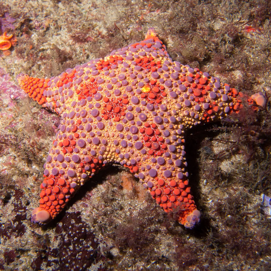 Dimension Nails - Starry Waters - Firebrick Starfish (Topper)